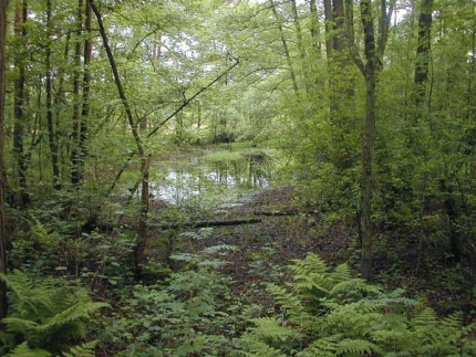 Bild 1 von Heideteich 